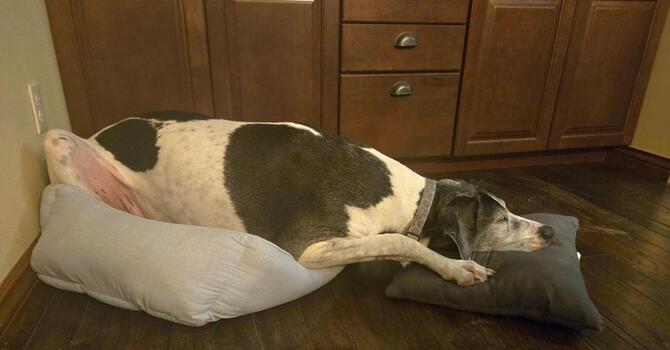 When the Bed Doesn’t Fit: What Your Dog Can Teach You About Tongue Posture image